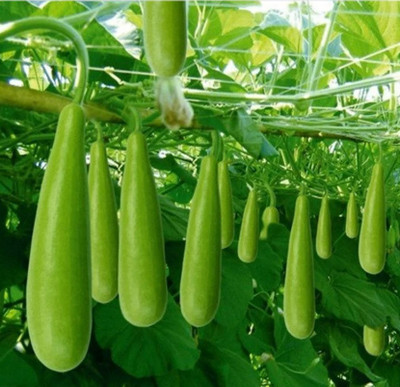 UGRA Long Bottle Gourd Seed(100 per packet)