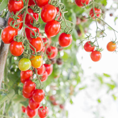 Vietrian tomato Seed(70 per packet)