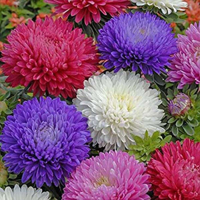 Lorvox HYBRID SEEDS Aster Seed(70 per packet)