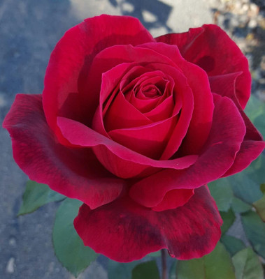Qualtivate PUA-2A Hybrid Rose Seed Red Seed(25 per packet)