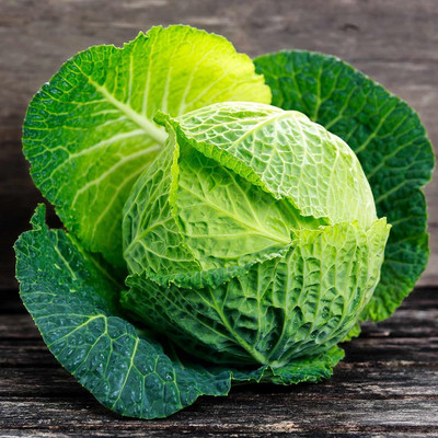 WILLVINE VMR -XI Cabbage Seeds - Savoy Perfection Drumhead [50g] Seed(15000 per packet)