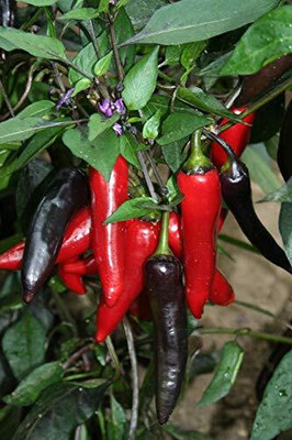 DIVINE CHILLI , PEPPER Seed(30 per packet)