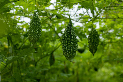 Kodali Hybrid F1 Bitter Gourd Seeds Pack Of 43 Seed(43 per packet)
