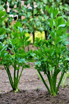 CYBEXIS LX-98 - Tall Utah Celery - (750 Seeds) Seed(750 per packet)