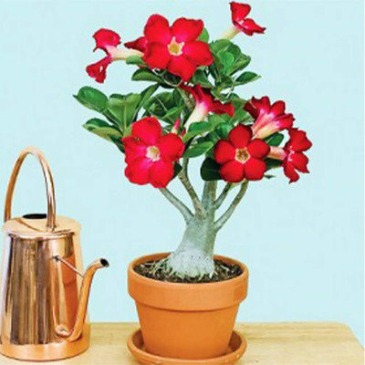 Qualtivate GUA-597 Adenium Obesum Seeds Seed(30 per packet)