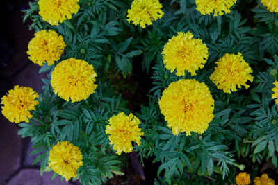 EasySeeds marigold/gende ka phool flower seeds Seed(75 per packet)
