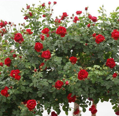 CYBEXIS NBIR-93 - Cherry Garland™ Climbing Rose - (100 Seeds) Seed(100 per packet)