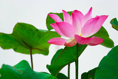 sarvottam creation lotus,kamal gatta Seed(14 per packet)