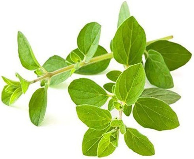 VibeX LXI-39 - Italian Oregano - (1350 Seeds) Seed(1350 per packet)