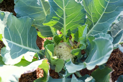 THAMMAR white cauliflower,gobhee seeds Seed(14 per packet)