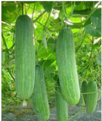 SEMINA VITA cucumber kakdi plant seeds Seed(39 per packet)