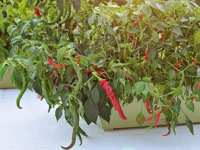 WILLVINE PUSA -VI HIGH YIELDING MIRCHA/MENASINAKAI/CHILLI[25gm, 5000 Seeds] Seed(5000 per packet)