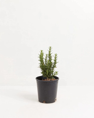 CYBEXIS LXI-5 - Rosemary Tuscan Blue - (2250 Seeds) Seed(2250 per packet)
