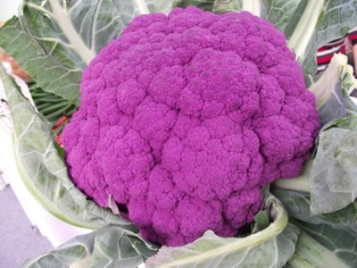 KNESSiN VI-13 Purple Broccoli Seed(500 per packet)