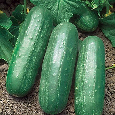 Qualtivate GBPT-1A Eureka Hybrid Cucumber Hardy Grower Seed(300 per packet)