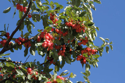 MAA LITCHI,LICHEE,LYCHEE Seed(10 per packet)