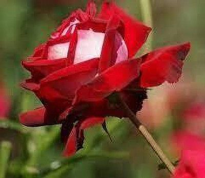 greenfarm Rose Flower Seed ,Rosa Gulab seeds pure organic (80 pcs) r46 Seed(80 per packet)