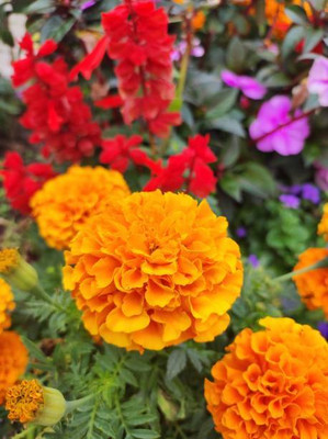 EasySeeds marigold/gende ka phool flower seeds Seed(75 per packet)