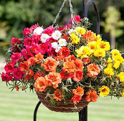 BDSresolve winter season flower seeds Seed(71 per packet)