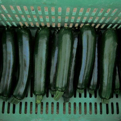 Biosnyg Organic Black Beauty Squash Seeds For Gardening - (20 Seeds) Seed(20 per packet)