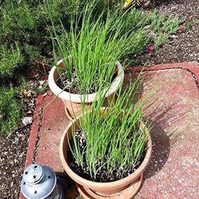 KNESSiN Spring Onion Seed(200 per packet)