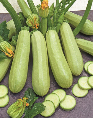 Qualtivate NDIR-155 Squash Zucchini Aspirant White Bush Seed(100 per packet)