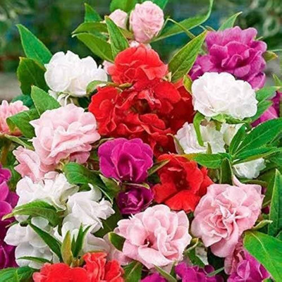 BJUBAS Summer Flowering Seeds for Planters pack of 36 Seed(36 per packet)