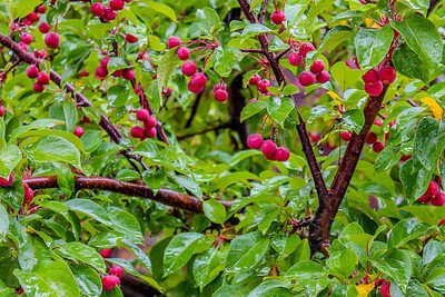 MAA LITCHI,LICHEE,LYCHEE Seed(11 per packet)