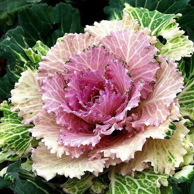 Aywal Imported Ornamental Kale Flower Seed(60 per packet)