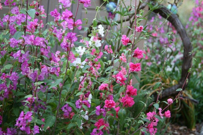 Aywal Clarkia Hybrid Flower Seeds For Home Garden Seed(20 per packet)