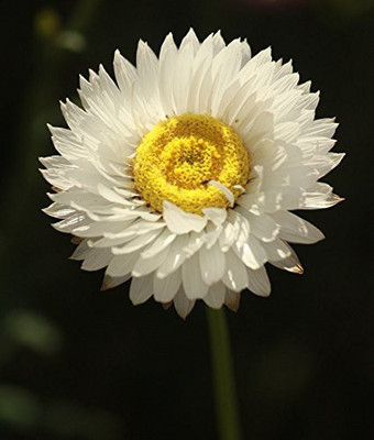 CYBEXIS VVI-55 - Paper Daisy Flower - (180 Seeds) Seed(180 per packet)