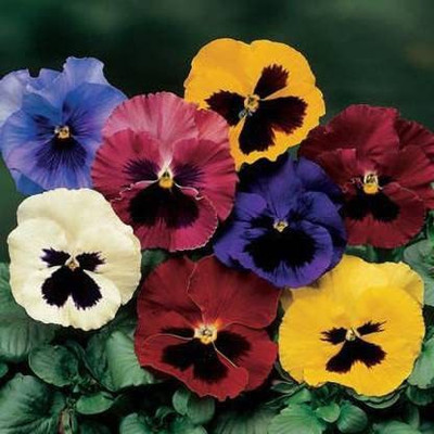 ACCELCROP Pansy Flower Seed(40 per packet)