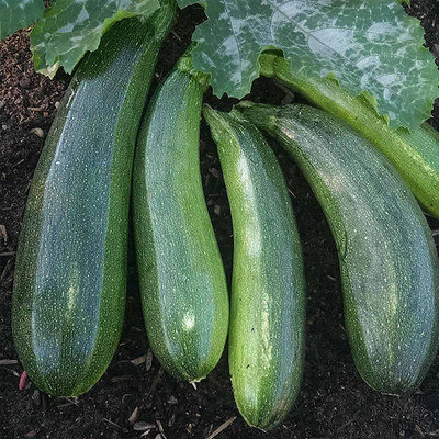VibeX ® VMR-407 Elite Hybrid Zucchini Summer Squash Seed(100 per packet)