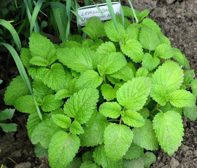 CYBEXIS HUA-82 - Lemon Balm (Melissa officinalis) - (2250 Seeds) Seed(2250 per packet)