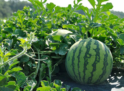 CYBEXIS NDIR-17 - Watermelon for Planting - (1350 Seeds) Seed(1350 per packet)