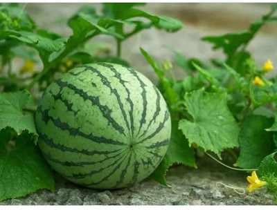 Quentova Juicy watermelon Seeds/तरबूज के बीज-VOX-6X Seed(100 per packet)