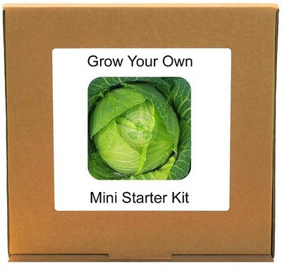 CYBEXIS Green Cabbage500 Seeds Seed(500 per packet)