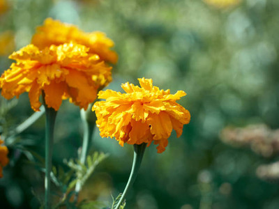 KANISHQ marigold/gende ka phool flower seeds Seed(75 per packet)