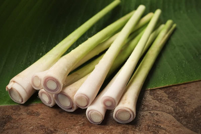 Qualtivate ATS-83 Lemon Grass (West Indian) Seed(500 per packet)