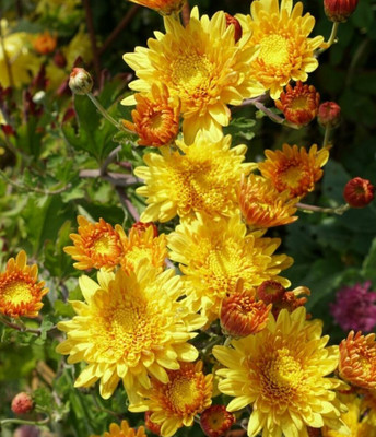 Quentova CLOVERLEA COMPANION CHRYSANTHEMUM-22Q-VII Seed(100 per packet)