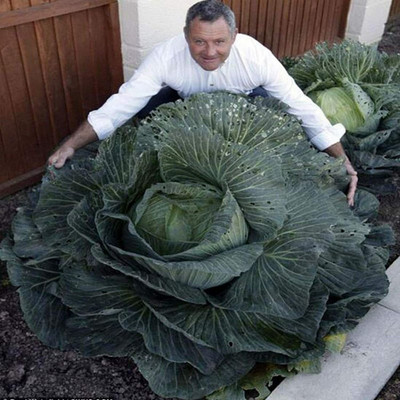 CYBEXIS Healthy Rare Giant Russian Cabbage Seeds 2000 Seeds Seed(2000 per packet)