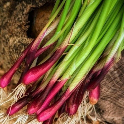 KNESSiN Heirloom Red Beard Spring Onion Vegetable Seeds for Garden-(2400 Seeds) Seed(2400 per packet)