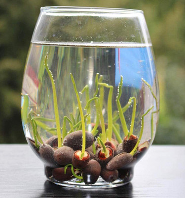 VibeX KGF -88 - Viable Lotus Aquatic Water Lily - (90 Seeds) Seed(90 per packet)