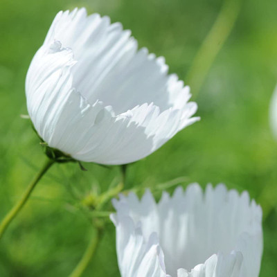 CYBEXIS Cosmos Producing Pink & White Blooms Seed(50 per packet)