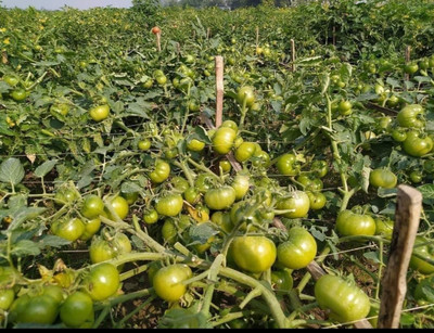 HYBRID Hybrid tomato seeds highest yield Verity early fruiting 10g pouch Seed(10 g)