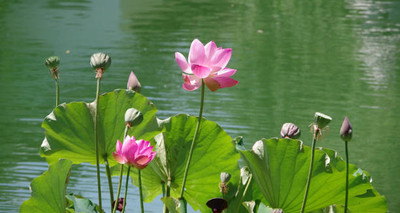 Urvaar lotus,kamal gatta Seed(11 per packet)