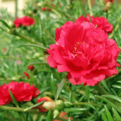 ibains Portulaca mixed seeds Seed(47 per packet)