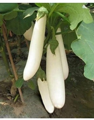 KNESSiN Brinjal F1 White Long Seeds-[2gm] Seed(500 per packet)