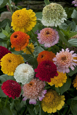CYBEXIS Zinnia – Mixture (Zinnia elegans Mixture) Seeds - Summer-Flowers Seed(25 per packet)