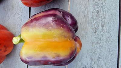 Biosnyg High Yield Taquilla Capsicum Seeds For Gardening-(100 Seeds) Seed(100 per packet)